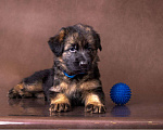 Собаки в Томске: Продажа щенков  Мальчик, 40 000 руб. - фото 2
