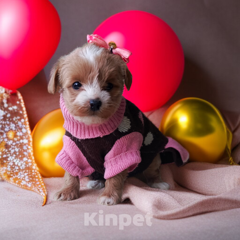 Собаки в Иваново: Щенок МАЛЬТИПУ Девочка, 60 000 руб. - фото 2