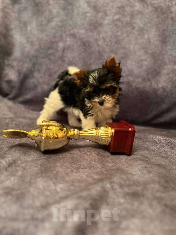 Собаки в Вологде: Очень красивая девочка бивер терьер. Перспективная для выставок и разведения.   Девочка, 120 000 руб. - фото 3