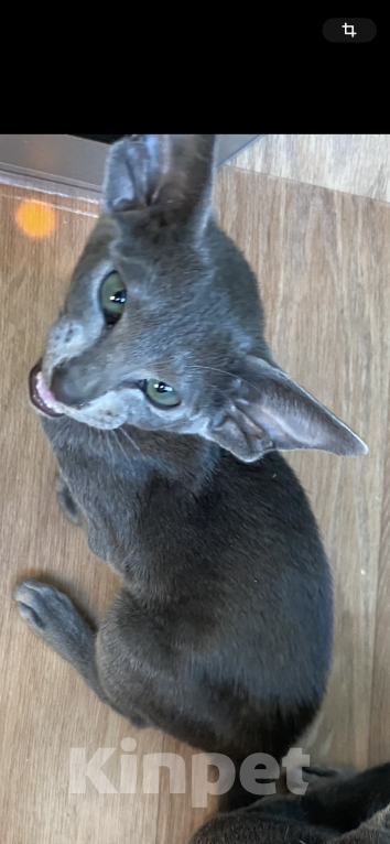 Кошки в Санкт-Петербурге: Ориентальные котята Мальчик, 49 000 руб. - фото 1