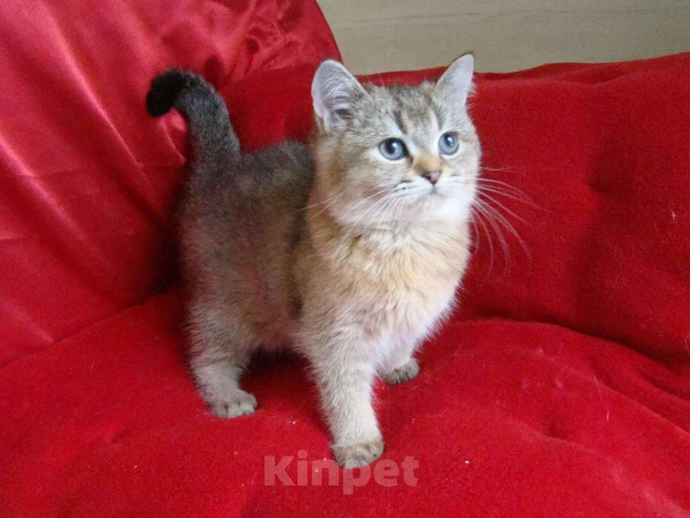 Кошки в Кудымкаре: Золотая шиншилла Кошка, 30 000 руб. - фото 1