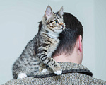 Кошки в Солнечногорске: Котенок ,2 мес в добрые руки Мальчик, Бесплатно - фото 5