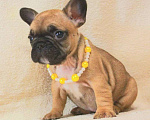 Собаки в Москве: Французский бульдог,девочка Девочка, 130 000 руб. - фото 2