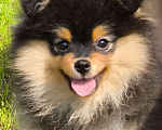 Собаки в Москве: Щенок померанского шпица Девочка, 30 000 руб. - фото 2