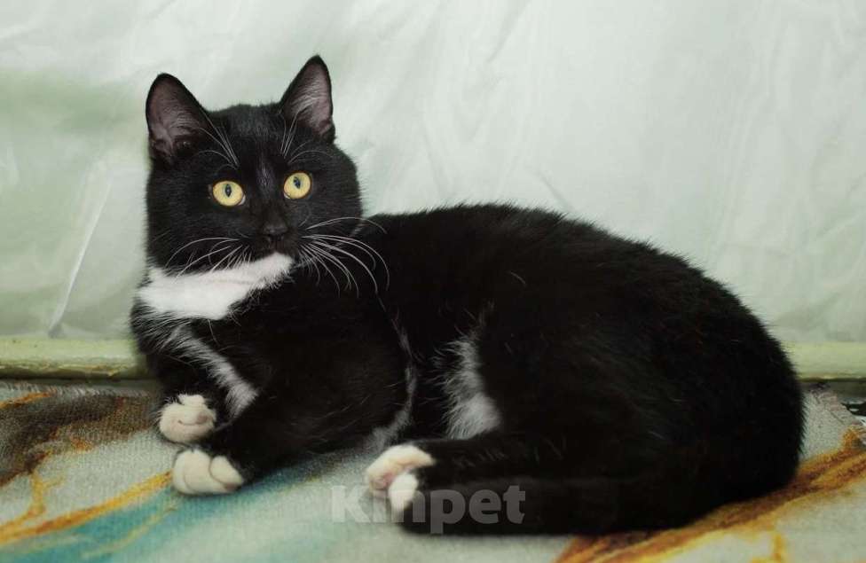 Кошки в Москве: Мишаня Мальчик, Бесплатно - фото 2