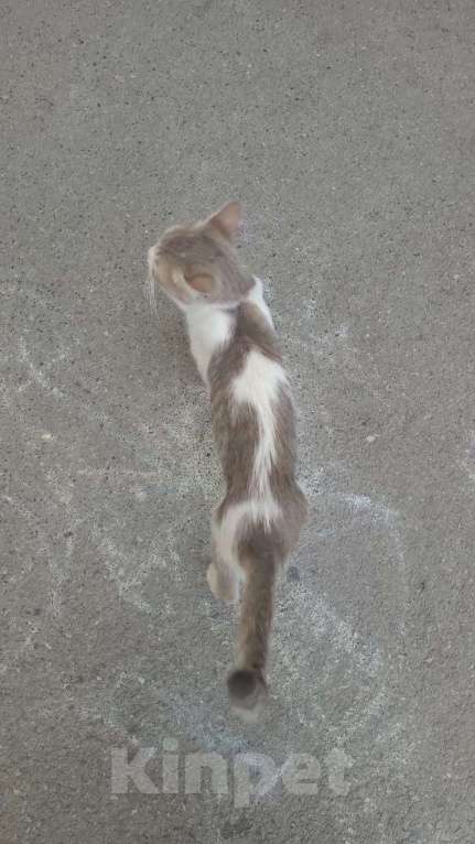 Кошки в Ростове-на-Дону: Пропала кошка Девочка, 5 000 руб. - фото 2