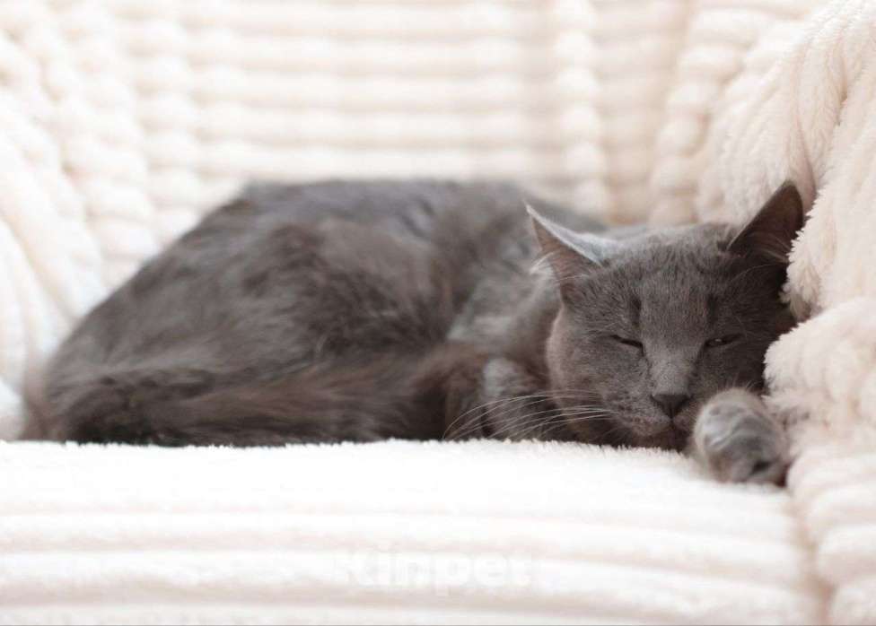 Кошки в Москве: Большой котик Дым ищет дом! Мальчик, Бесплатно - фото 2