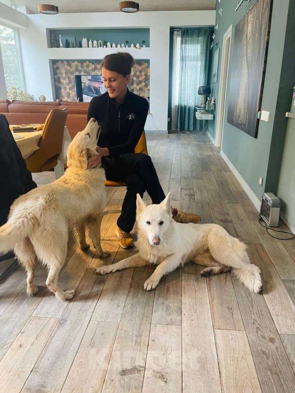 Собаки в Москве: собака Вита ищет дом Девочка, Бесплатно - фото 5