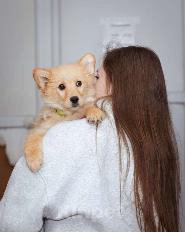 Собаки в Москве: Девочка, 3 месяца в добрые руки Девочка, Бесплатно - фото 5