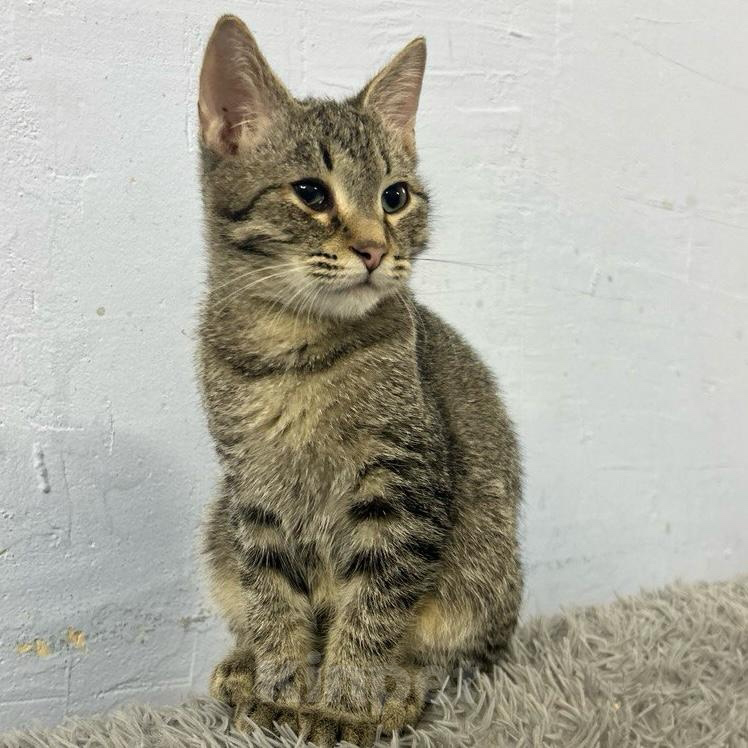 Кошки в Санкт-Петербурге: Сладкий малыш Джек Мальчик, Бесплатно - фото 1