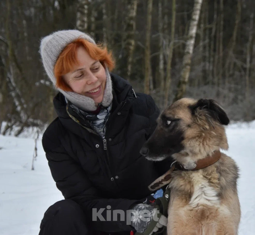 Собаки в Москве: Лиска в поисках любящей семьи  Девочка, Бесплатно - фото 4