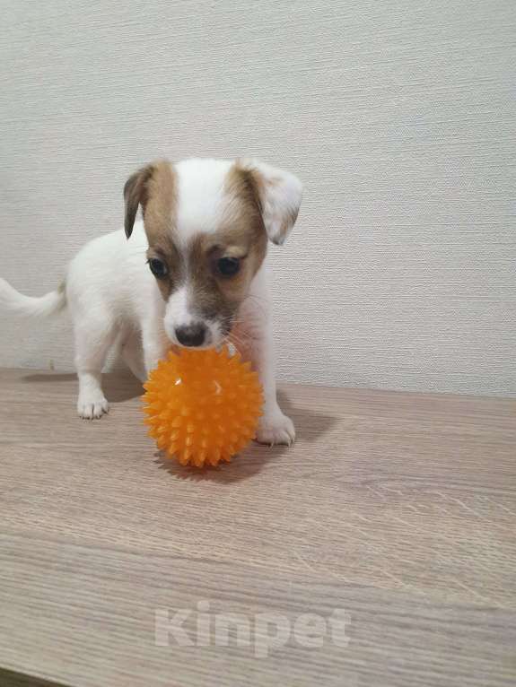 Собаки в Красноярске: Щенок джек Рассел терьер девочка Девочка, 18 000 руб. - фото 6