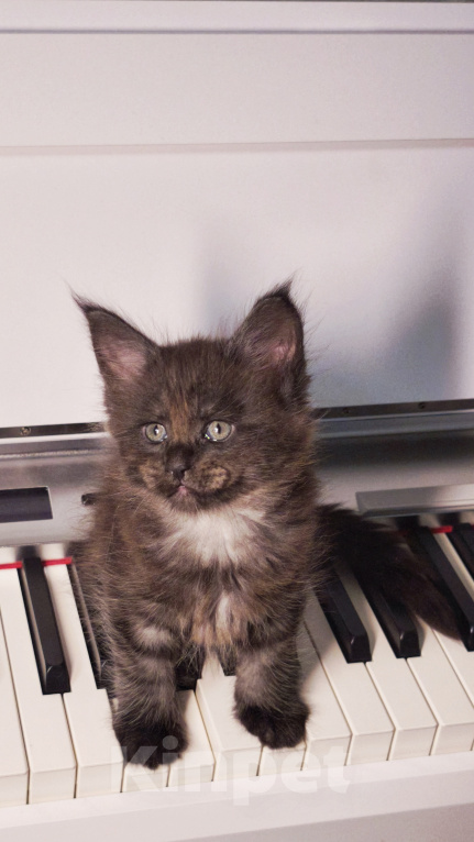 Кошки в Москве: Котенок мейн-кун Девочка, Бесплатно - фото 2