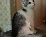 Кошки в Королеве: Котенок мальчик 2 месяца Мальчик, Бесплатно - фото 3