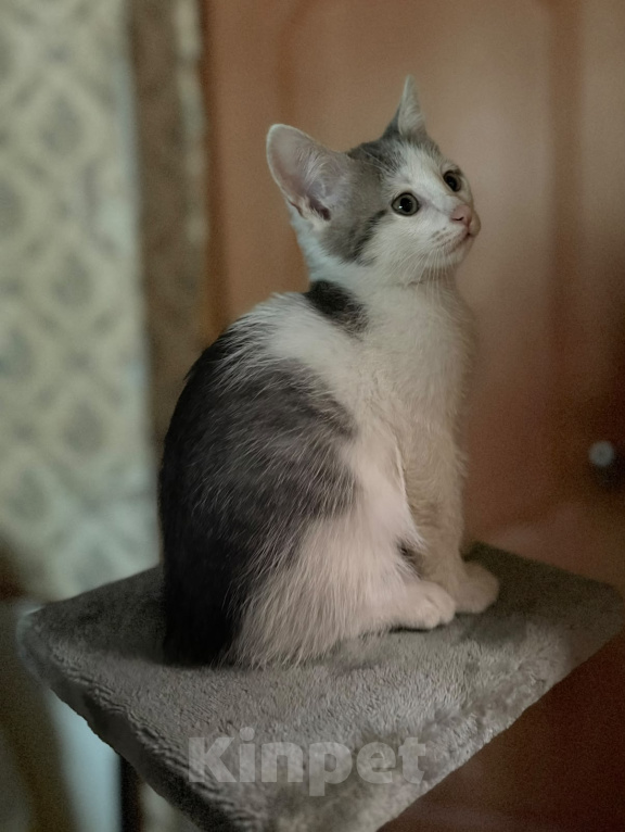 Кошки в Королеве: Котенок мальчик 2 месяца Мальчик, Бесплатно - фото 3
