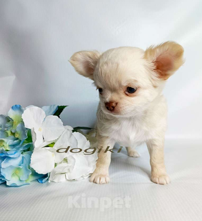 Собаки в Москве: Чихуахуа мальчик шоколадный носик Мальчик, 23 000 руб. - фото 3