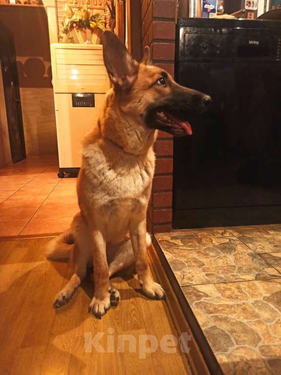 Собаки в Москве: Отдаëм в ДОБРЫЕ РУКИ Девочка, Бесплатно - фото 5