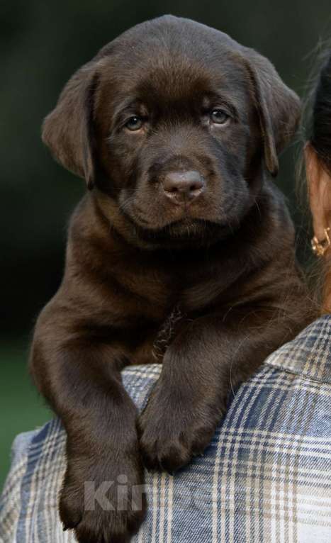 Собаки в Калининграде: Шоколадный лабрадор  Мальчик, 70 000 руб. - фото 2