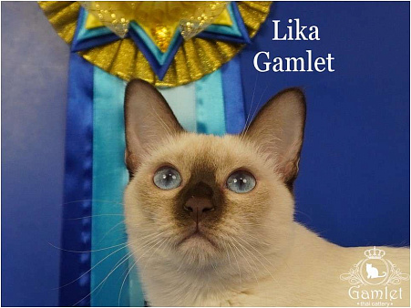 Тайские породистые котята из питомника ГАМЛЕТ