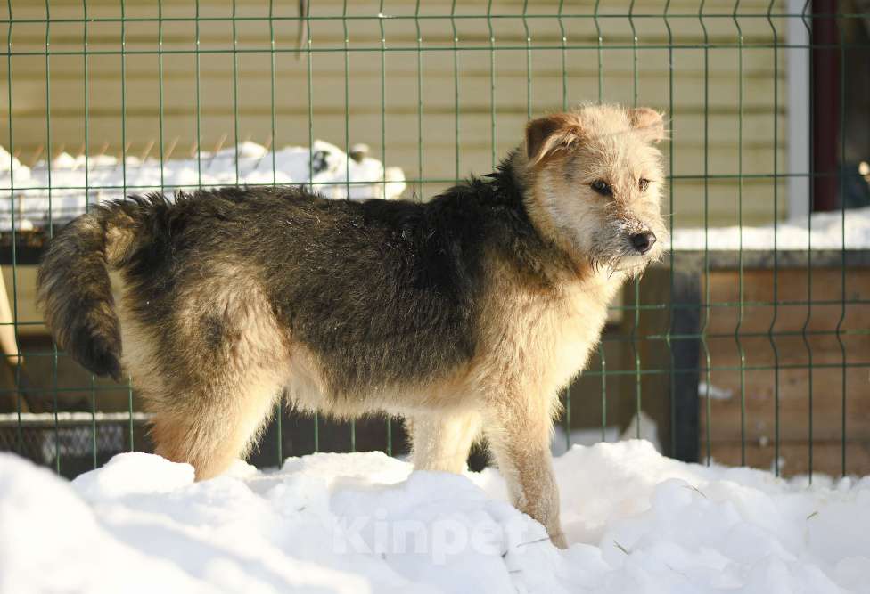 Собаки в Москве: Арчи в добрые руки Мальчик, Бесплатно - фото 2