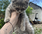 Кошки в Минеральном Воде: Котенок в добрые руки Девочка, Бесплатно - фото 1