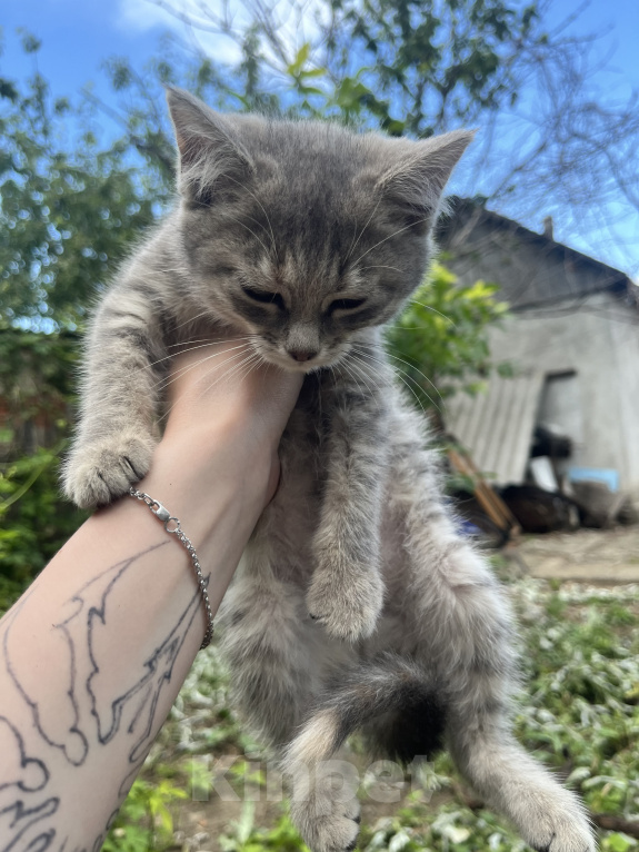 Кошки в Минеральном Воде: Котенок в добрые руки Девочка, Бесплатно - фото 1