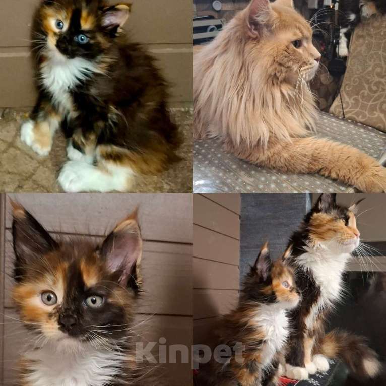 Кошки в Санкт-Петербурге: Вязка кот мейн кун Мальчик, 10 000 руб. - фото 2