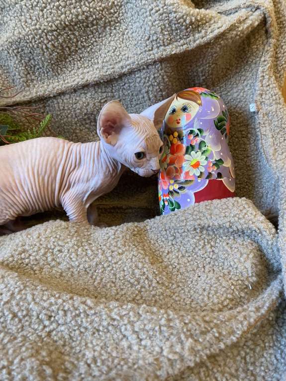 Кошки в Москве: Топовая кошечка канадского сфинкса Девочка, 35 000 руб. - фото 3