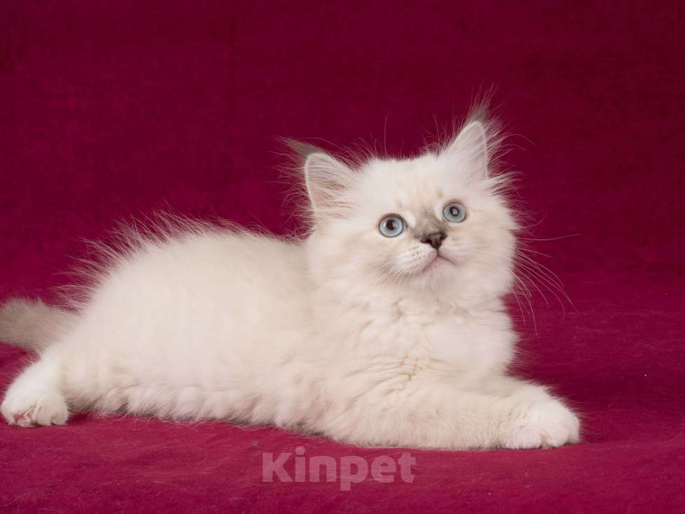 Кошки в Омске: Невские маскарадные котята мальчики Мальчик, 60 000 руб. - фото 4