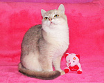 Кошки в Сертолово: Британцы драгоценных окрасов, 5 000 руб. - фото 2