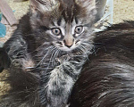 Кошки в Малмыже: Котята мейнкунята ,2 месяца, 3 900 руб. - фото 3