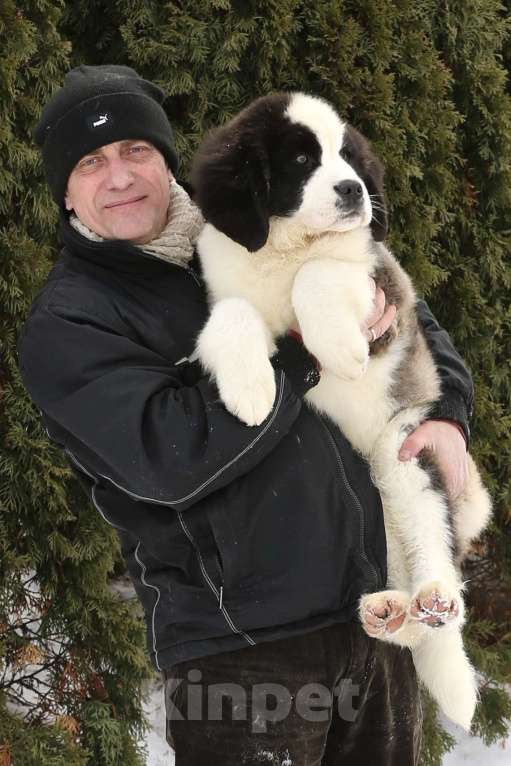 Собаки в Костроме: Щенки сенбернара, великан, друг, силач, сторож Разнополые, Бесплатно - фото 5