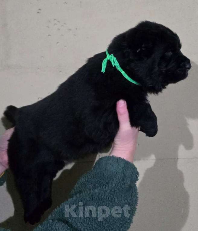 Собаки в Санкт-Петербурге: Заур Мальчик, 60 000 руб. - фото 3