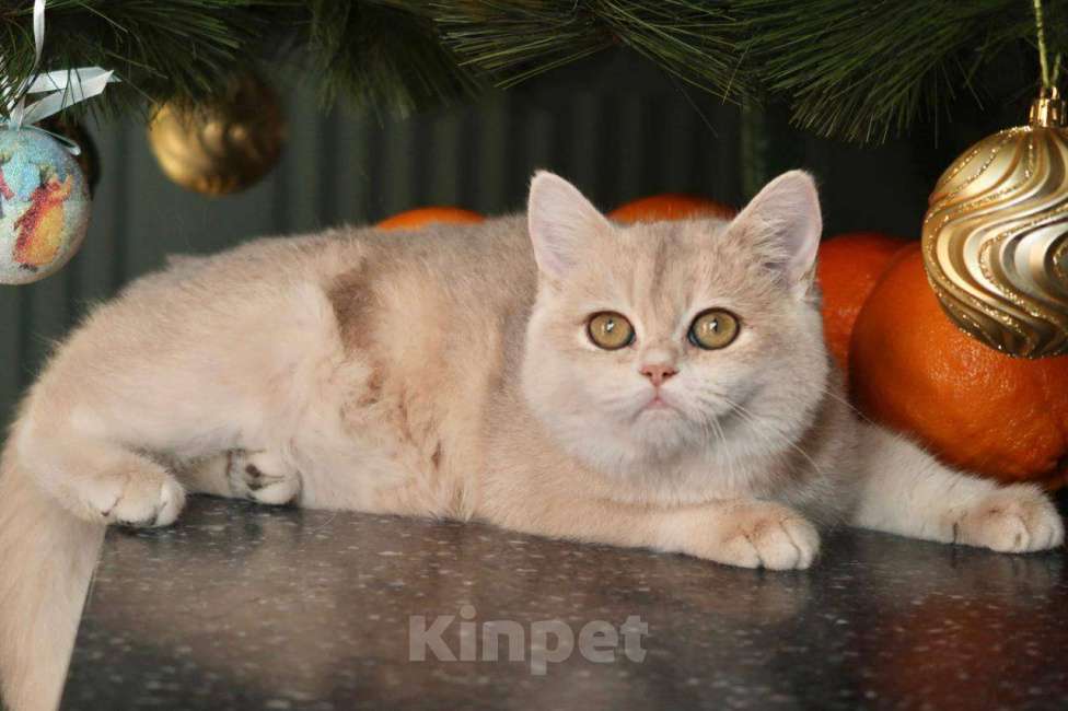 Кошки в Москве: Британский котенок Мэйлин Девочка, 50 000 руб. - фото 1