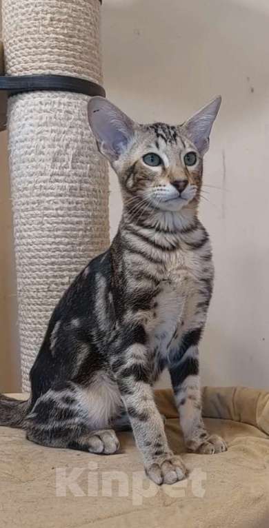 Кошки в Москве: Ориентальные котята Девочка, Бесплатно - фото 7