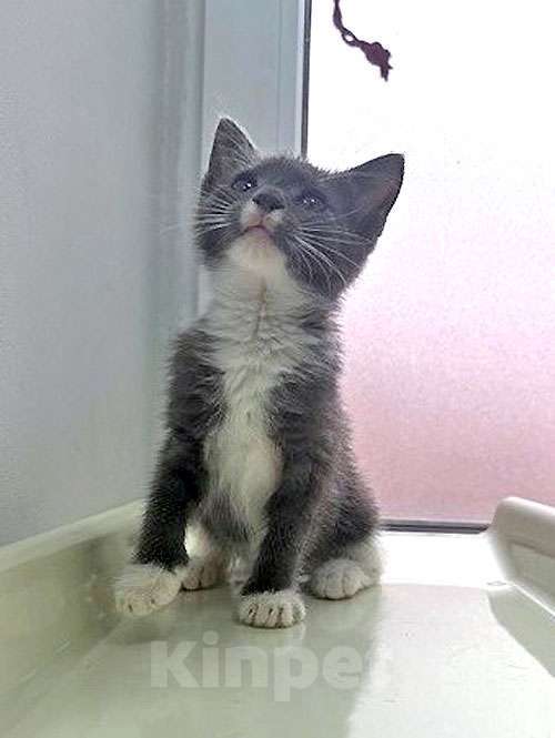 Кошки в Санкт-Петербурге: Спасенное солнышко котенок Алиса ищет дом Девочка, 10 руб. - фото 2