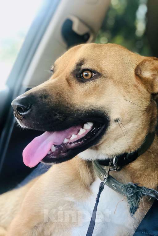 Собаки в Санкт-Петербурге: Красивая Марта Девочка, Бесплатно - фото 2