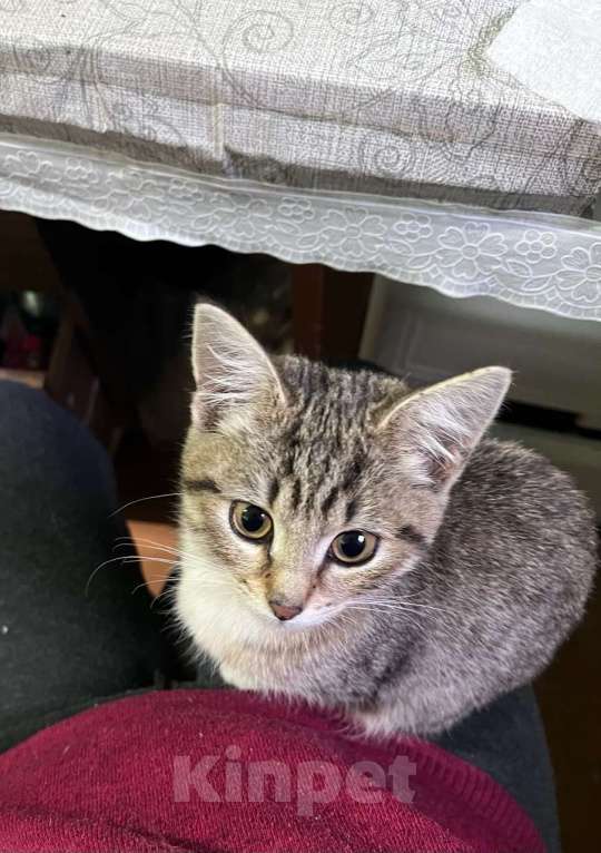 Кошки в Москве: Это Салинка! Чудесная нежная девочка! Девочка, Бесплатно - фото 4