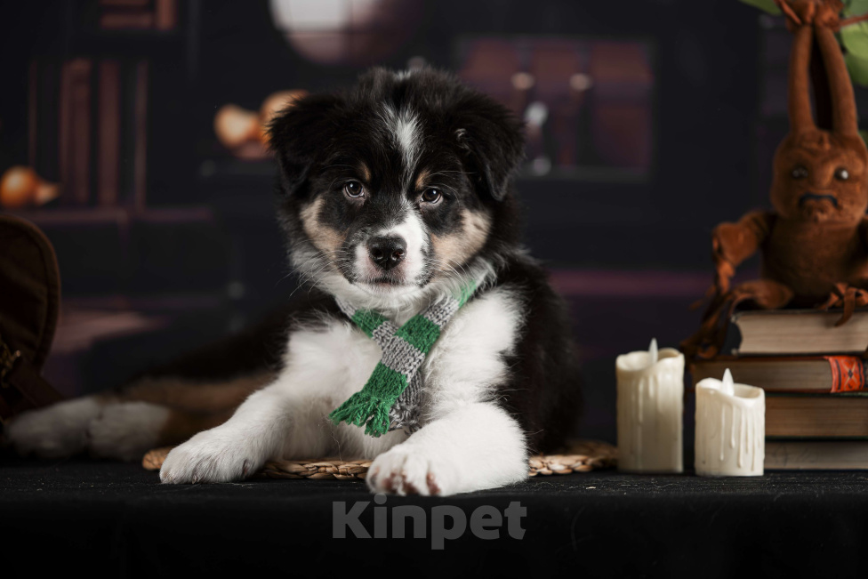 Собаки в других городах Самарской области: Щенок Аусси мальчик Мальчик, 60 000 руб. - фото 1