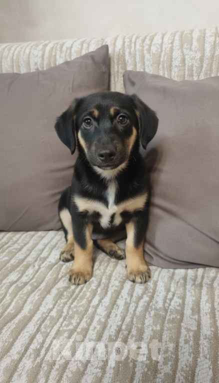 Собаки в Москве: Она смотрит на этот мир с высоты своих коротких лапок, но душа у неё большая и открытая Девочка, Бесплатно - фото 1