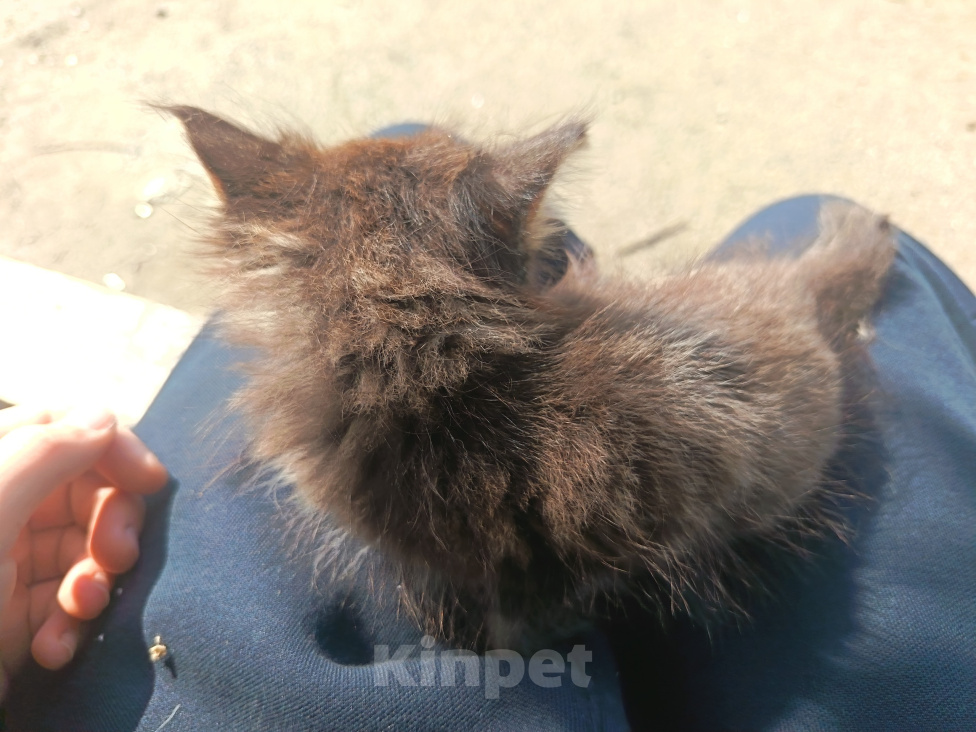 Кошки в Чите: Котëнок в добрые руки бесплатно Девочка, Бесплатно - фото 3