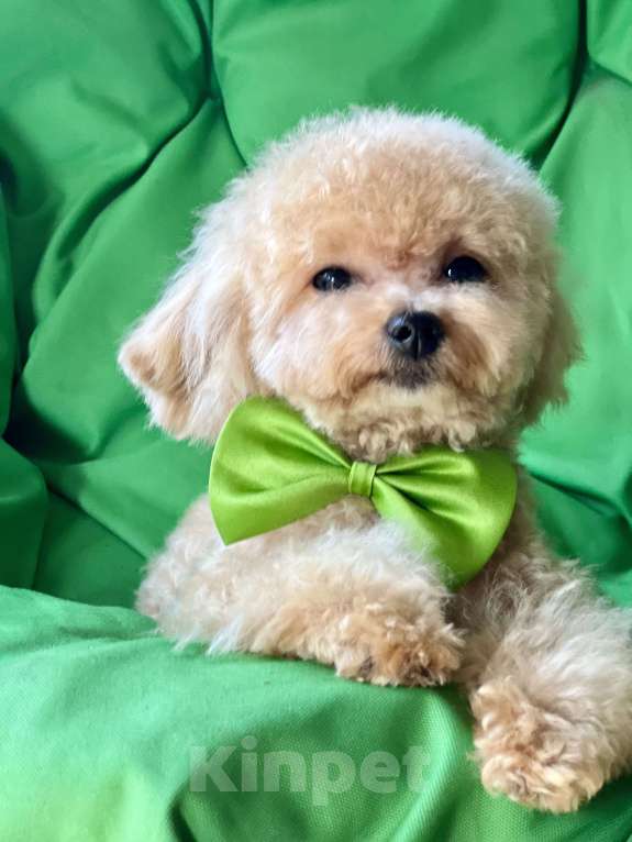 Собаки в Котельнике: Мальтипу ф 1 бишпу Пушон Тедди тикап пудель  Мальчик, 150 000 руб. - фото 5