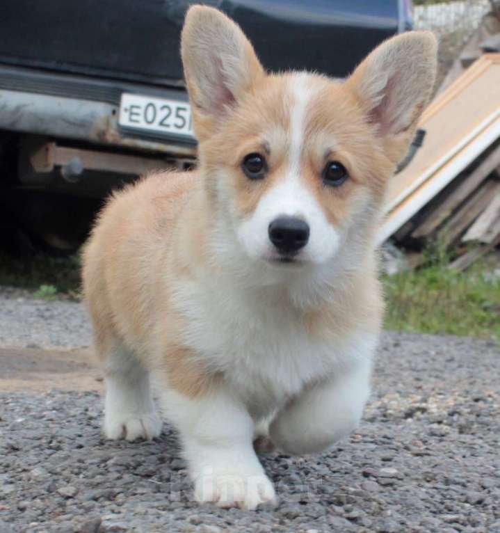 Собаки в Москве: вельш корги пемброк девочка 2.5 мес Девочка, 85 000 руб. - фото 4