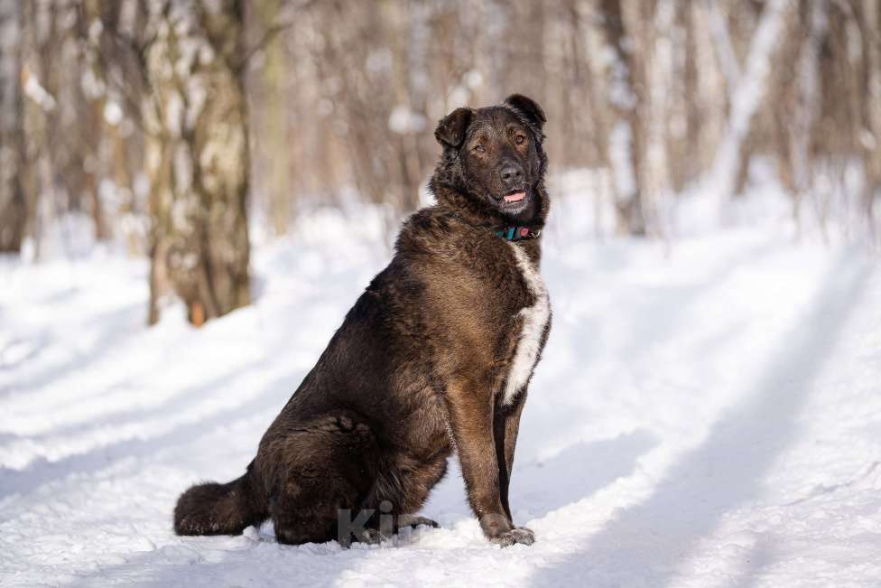 Собаки в Москве: Тиват Мальчик, Бесплатно - фото 4
