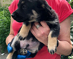 Собаки в Новосибирске: Отдам в добрые руки бесплатно Мальчик, Бесплатно - фото 2