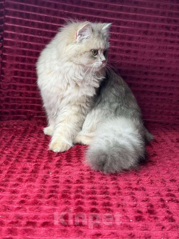 Кошки в Люберцах: Шотландские котята Девочка, Бесплатно - фото 5