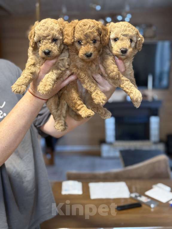 Собаки в Новосибирске: Щенок пуделя мальчик Мальчик, 60 000 руб. - фото 1