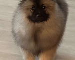Собаки в Москве: Вольфшпиц КЕЕСХОНД Девочка, 100 000 руб. - фото 2