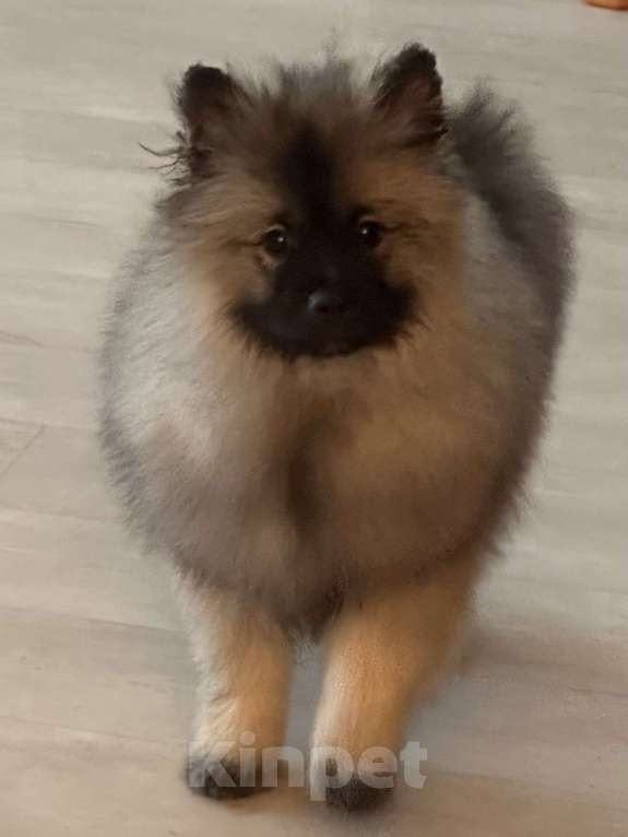 Собаки в Москве: Вольфшпиц КЕЕСХОНД Девочка, 100 000 руб. - фото 2