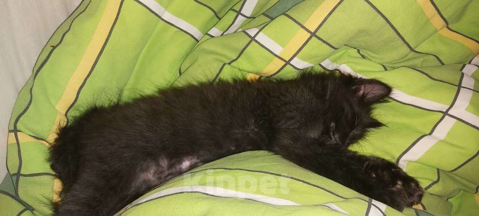 Кошки в Ижевске: Отдам в добрые руки, бесплатно. Девочка, Бесплатно - фото 2